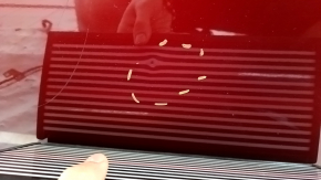 Дверь в сборе передняя левая Lincoln MKZ 13-20 keyless, красный RR, накладка с кодом, потрескана боковая накладка, порван уплотнитель, тычки